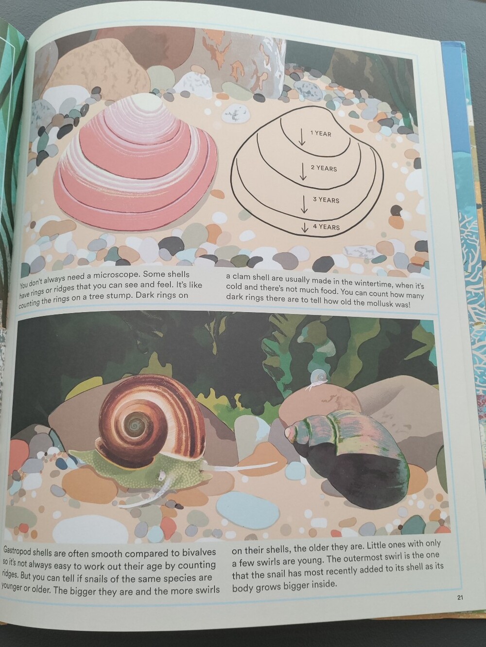 What a Shell Can Tell - Picture 8 of 16